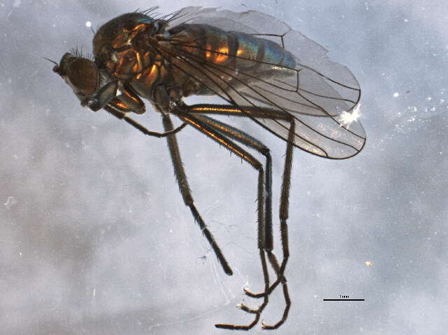 Imagem de Hydrophorus altivagus Aldrich 1911