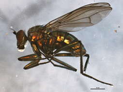 Imagem de Hydrophorus altivagus Aldrich 1911