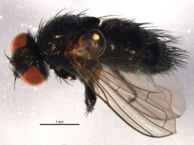 Image of Graphogaster