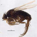 Image of Anevrina variabilis (Brues 1908)