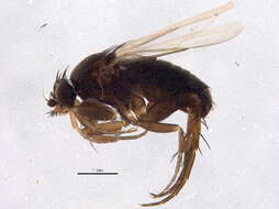 Image of Anevrina variabilis (Brues 1908)