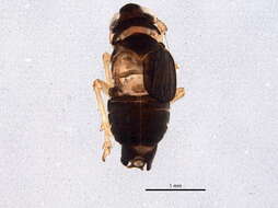 Image of Caenodelphax