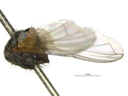 Image of Graphogaster