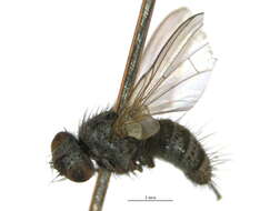 Image of Graphogaster