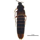 Image of Aleochara (Aleochara) tahoensis Casey 1906