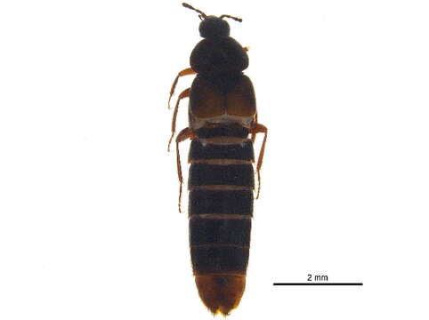 Image of Aleochara (Aleochara) tahoensis Casey 1906