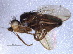 Image of Phthitia ovicercus Marshall 1992