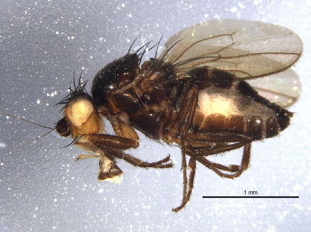 Image of Phthitia ovicercus Marshall 1992