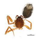 Image of Walckenaeria palustris Millidge 1983