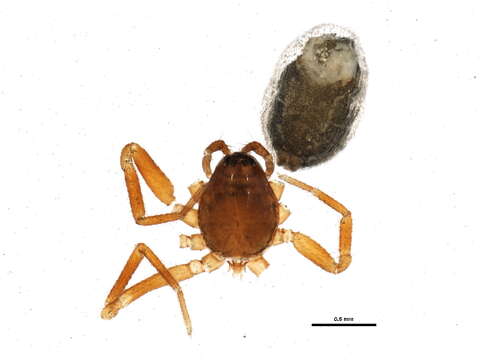 Image de Walckenaeria palustris Millidge 1983