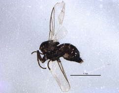 Image of Pseudonapomyza