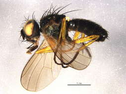 Image of Coenosia pedella (Fallen 1825)