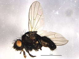 Sivun Botanophila rubrigena (Schnabl 1915) kuva