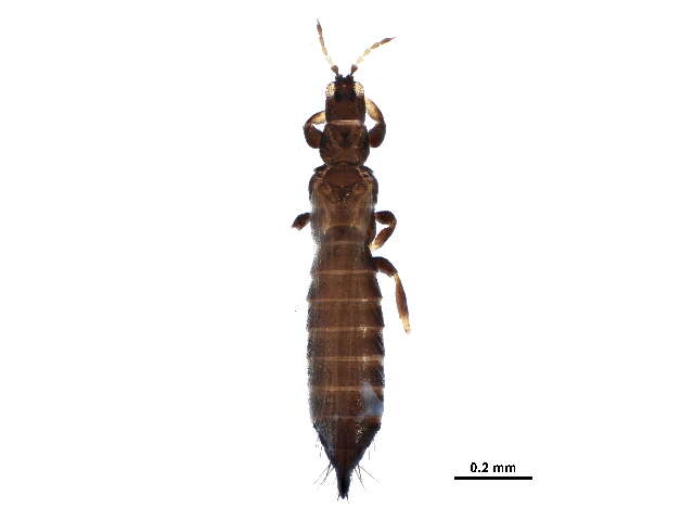 Image of Limothrips