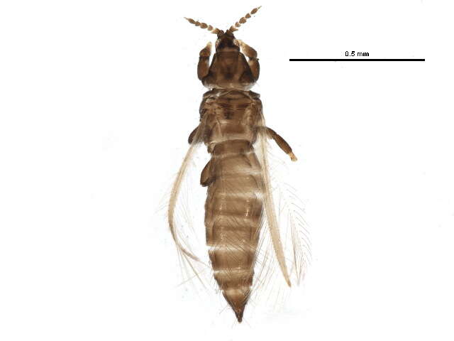 صورة Chirothrips manicatus (Haliday 1836)