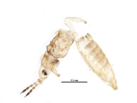 Image of Anaphothrips