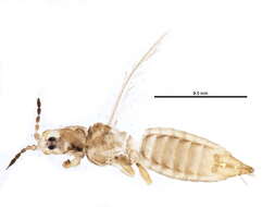 Image of Anaphothrips