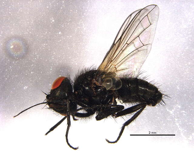 Image of Imitomyia