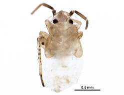 صورة Chlamydatus obliquus (Uhler 1893)