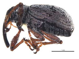 Image of Anthonomus quesnelensis Sleeper 1955