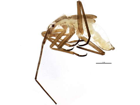 Image of Litomiris debilis (Uhler 1872)