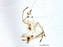 Image of Tupiocoris