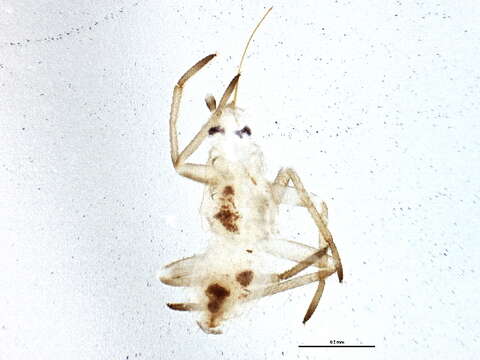 Image of Tupiocoris