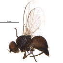 Image of Amauromyza nevadensis Spencer 1981