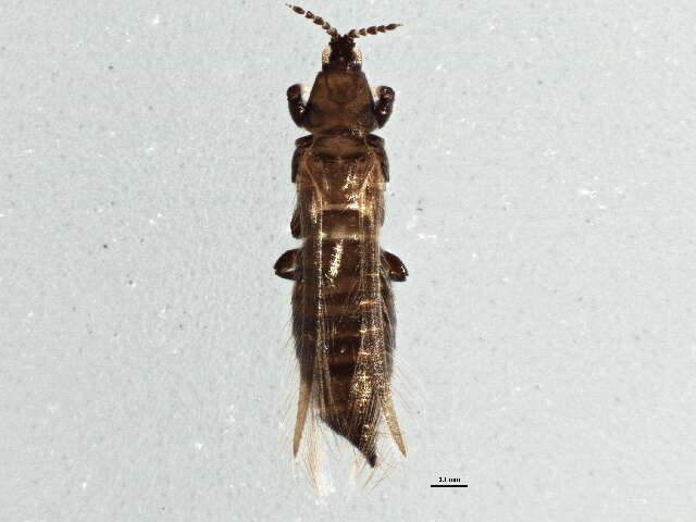 صورة Chirothrips