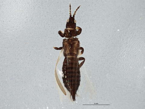 Imagem de Limothrips denticornis (Haliday 1836)