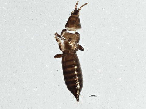 صورة Chirothrips