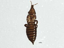 صورة Chirothrips manicatus (Haliday 1836)