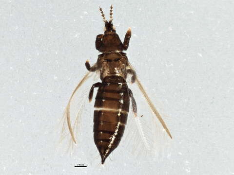 صورة Chirothrips manicatus (Haliday 1836)