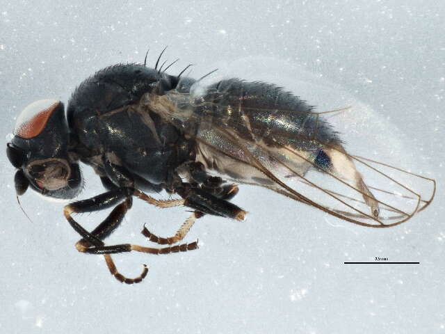 Image of Aphid fly