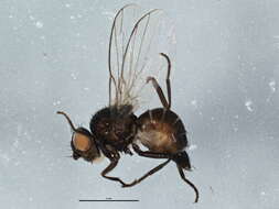 Image of Amauromyza nevadensis Spencer 1981