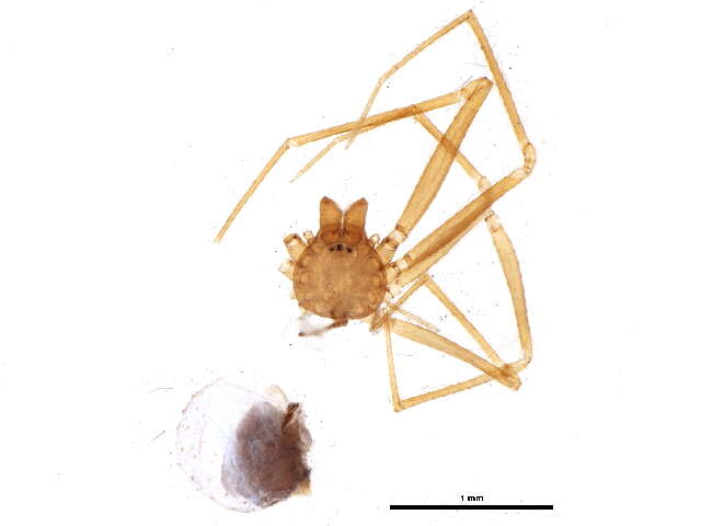 Image of Usofila pacifica (Banks 1894)