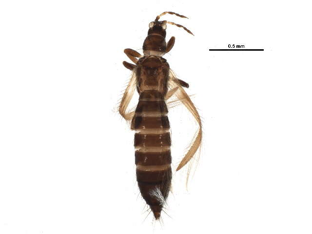 Image of Taeniothrips orionis Treherne 1924