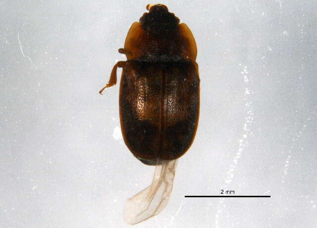 Image of Sap beetle