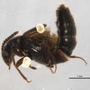 Слика од Neothetalia columbiana (Klimaszewski 2002)