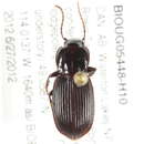 Image of Pterostichus (Hypherpes) ecarinatus Hatch 1936