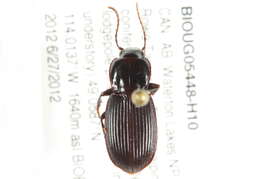 Image of Pterostichus (Hypherpes) ecarinatus Hatch 1936