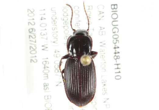 Sivun Pterostichus (Hypherpes) ecarinatus Hatch 1936 kuva