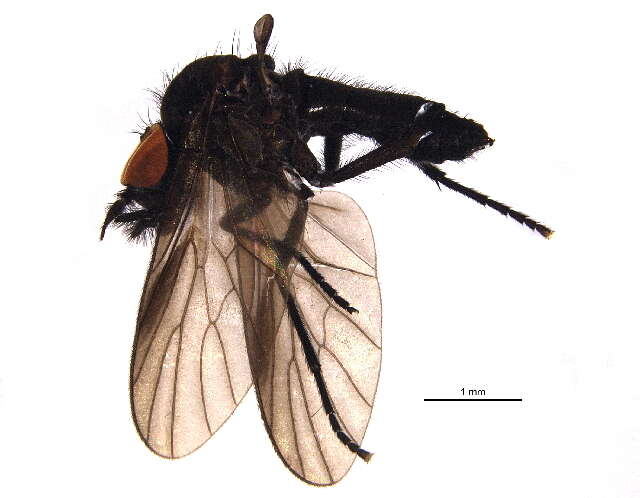 Image of Bolbomyiidae