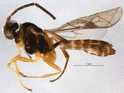 Image of Plectiscidea communis (Forster 1871)