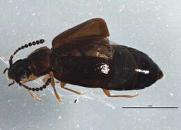 Image of Carcinocephalus exsculpta