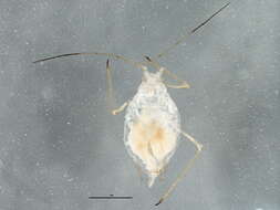 Image of Macrosiphum