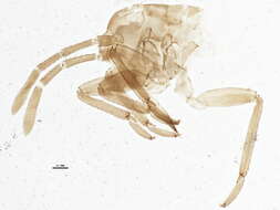 Image of Neolygus contaminatus (Fallen 1807)