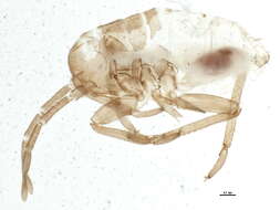 Image of Neolygus contaminatus (Fallen 1807)