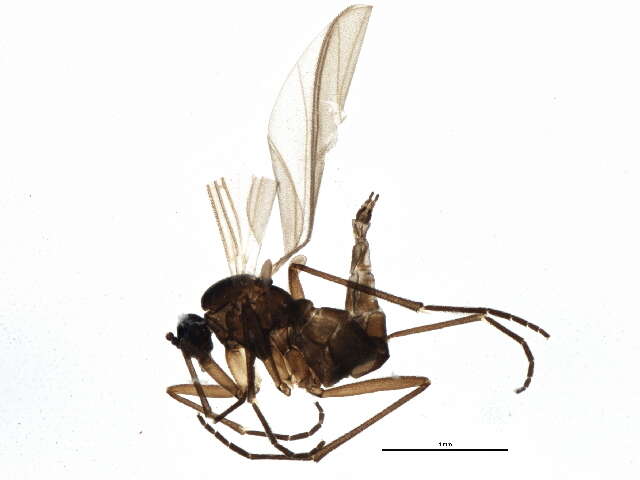 Sivun Bradysia forcipulata (Lundbeck 1898) kuva