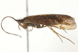 Image of Limnephilus